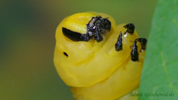 Full life cycle of the Dead Head - Butterfly, Insects, Life cycle, Caterpillar, Metamorphosis, Video, Longpost