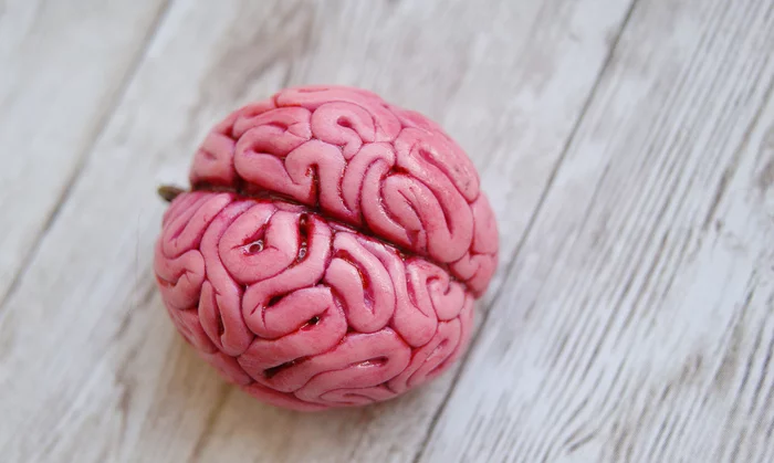 Keychain anatomical brain - My, Brain, Keychain, Pendant, Polymer clay, Handmade, Anatomy, Gothic, Longpost