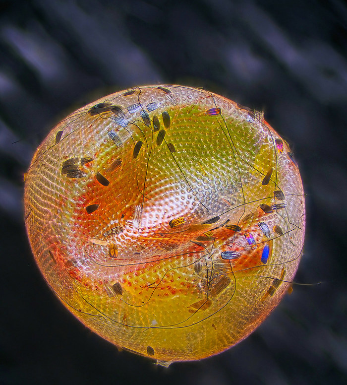 Спасательная капсула