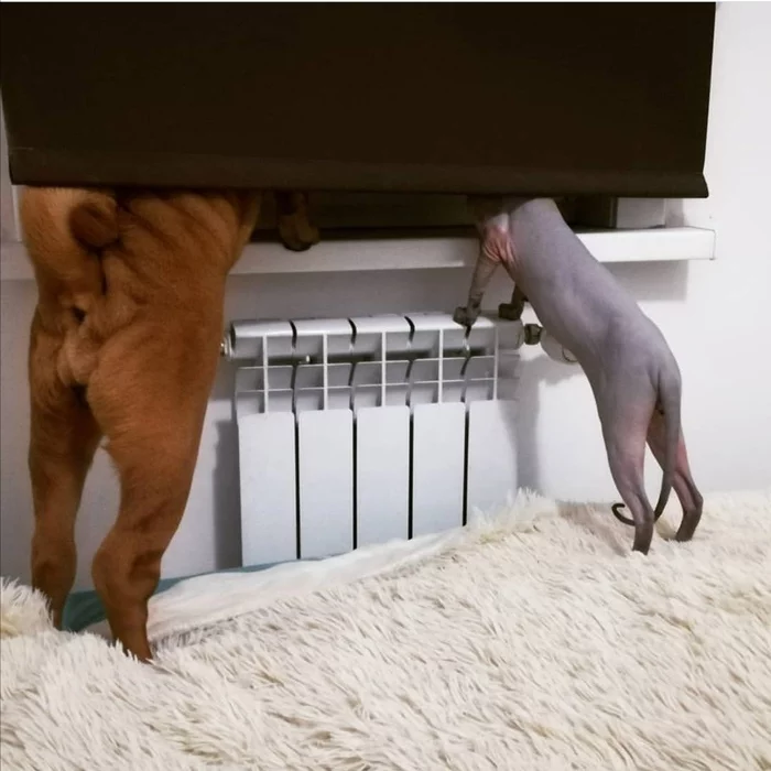 When they're waiting for you at home - cat, Dog, House, Expectation