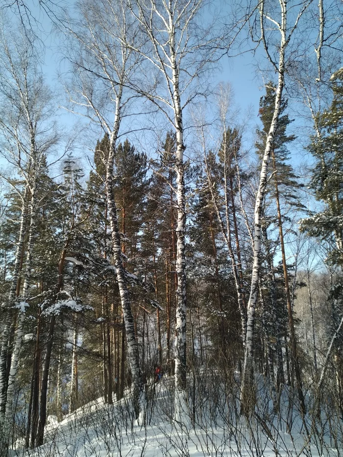 And the Earth is round! (It turned out during a weekend hike in the Novosibirsk region) - My, Ski trip, Weekend travel, Novosibirsk region, Winter