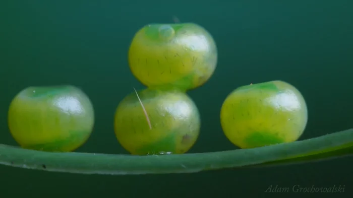 Full cycle of life of the Euphorbia hawk - Butterfly, Insects, Life cycle, Caterpillar, Metamorphosis, Video, Longpost