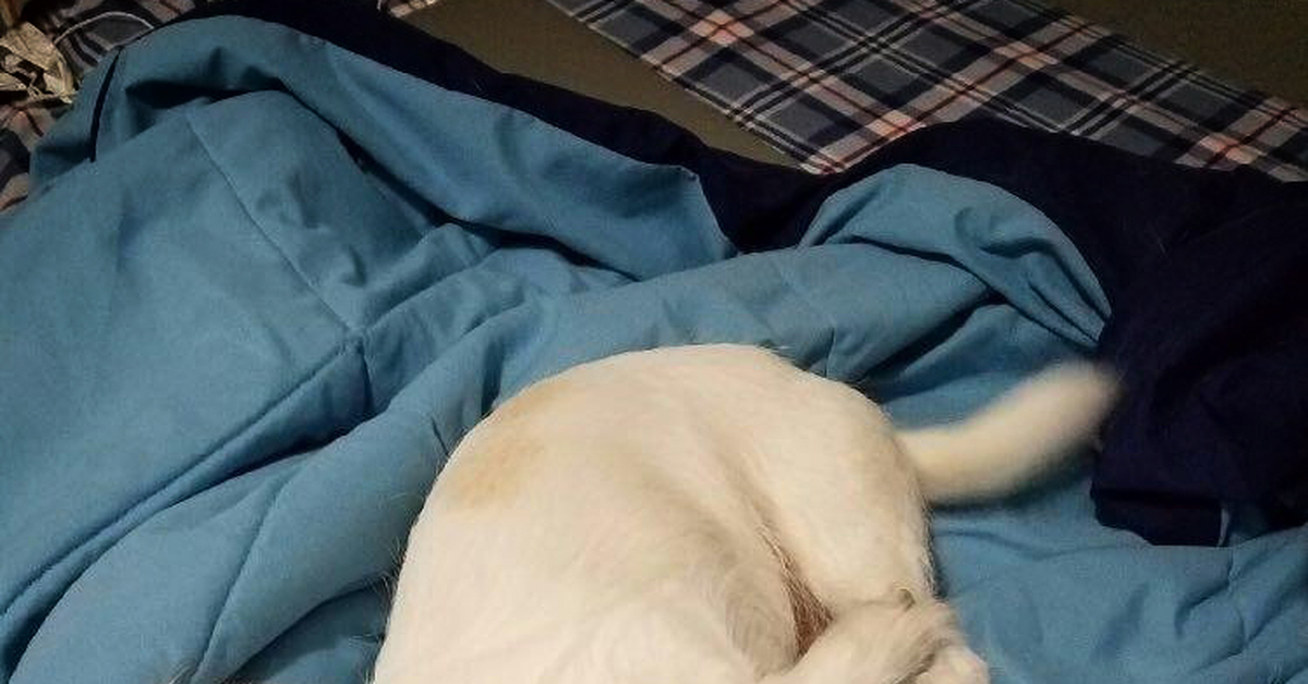 Cat wagging Tail. Wagging his Tail Cat. Uncontrollabed Tail wagging.
