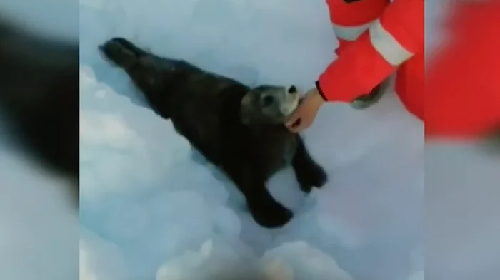 Valera was saved! On Sakhalin, fishermen came to the aid of a seal pup - Kindness, Wild animals, Russia, Video, Animal Rescue, Seal, Sea lions, Vertical video, Touching