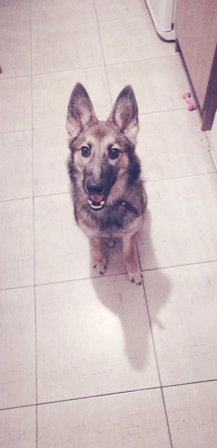 Sweet, playful Gerda is looking for a home Ekaterinburg, Berezovsky - My, Dog, In good hands, Yekaterinburg, Berezovsky, Best friend, I will give, Longpost, No rating