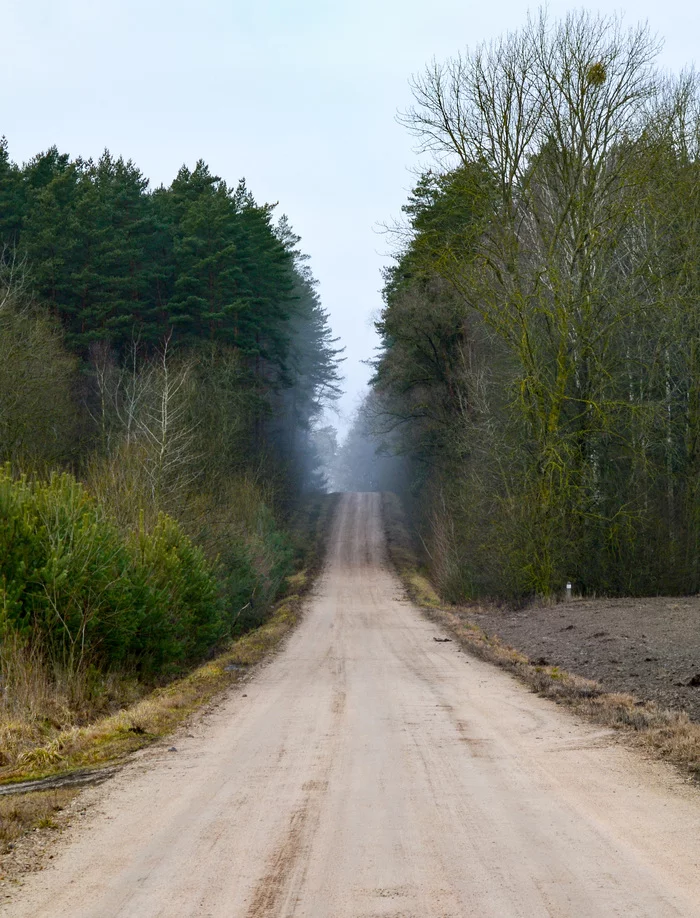 Beautiful road through the forest [Brest region] - My, Republic of Belarus, Road, Forest