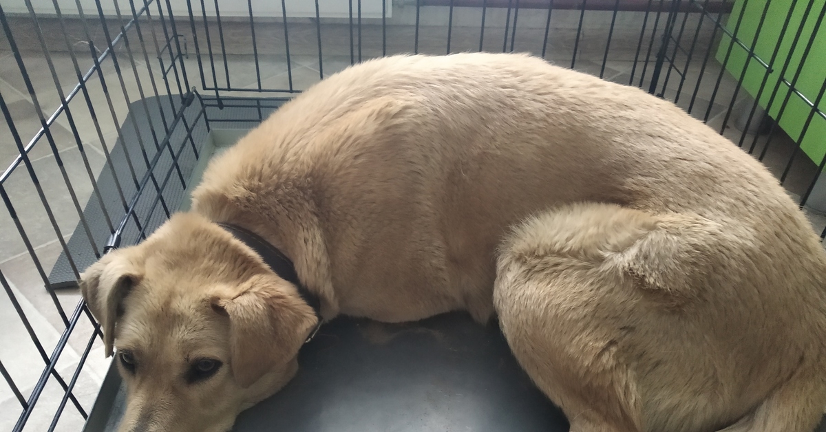 Найденные собаки спб. Промокшая собака. Найденные собаки спб. Найденные собаки спб. Найденные собаки спб.