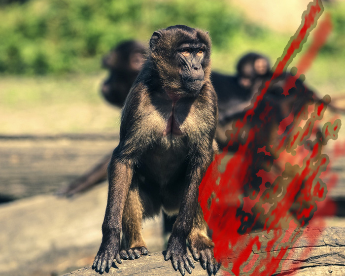 Психосоматические причины болезней... у обезьян | Пикабу