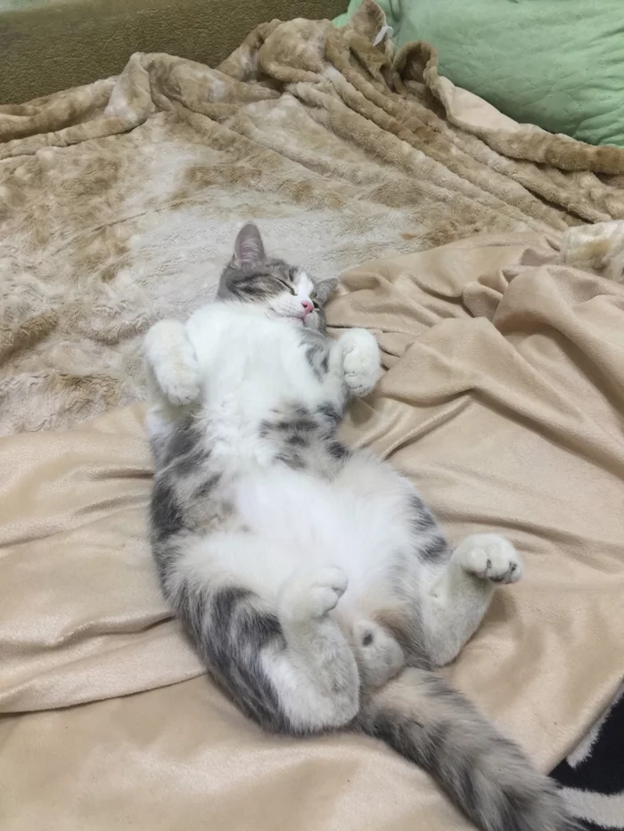 Gets high... - My, cat, Kittens, Dream