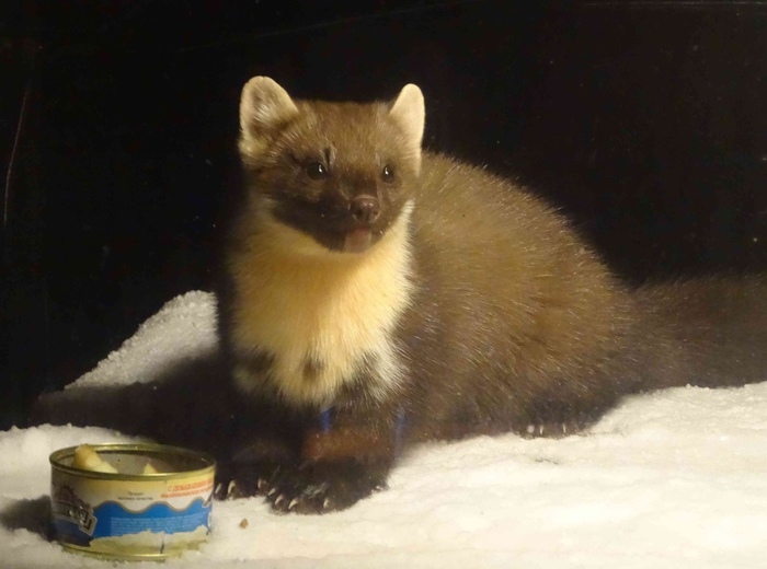Продолжение саги о горностае Длиннопост, Куница, Горностай, Кормушка, Мурманская область
