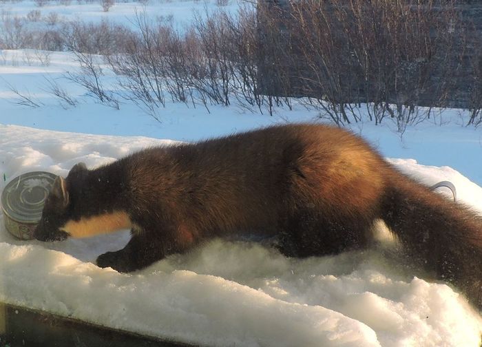 Продолжение саги о горностае Длиннопост, Куница, Горностай, Кормушка, Мурманская область