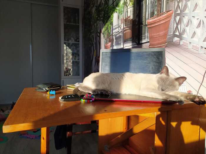 When the sun briefly came to St. Petersburg... - My, Thai cat, The sun, Saint Petersburg, cat