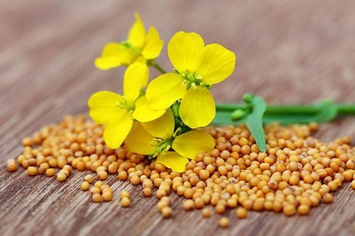 5 FACTS ABOUT MUSTARD - Mustard, Facts, Condiments, Acute, Horseradish, Experiment, Video, Longpost