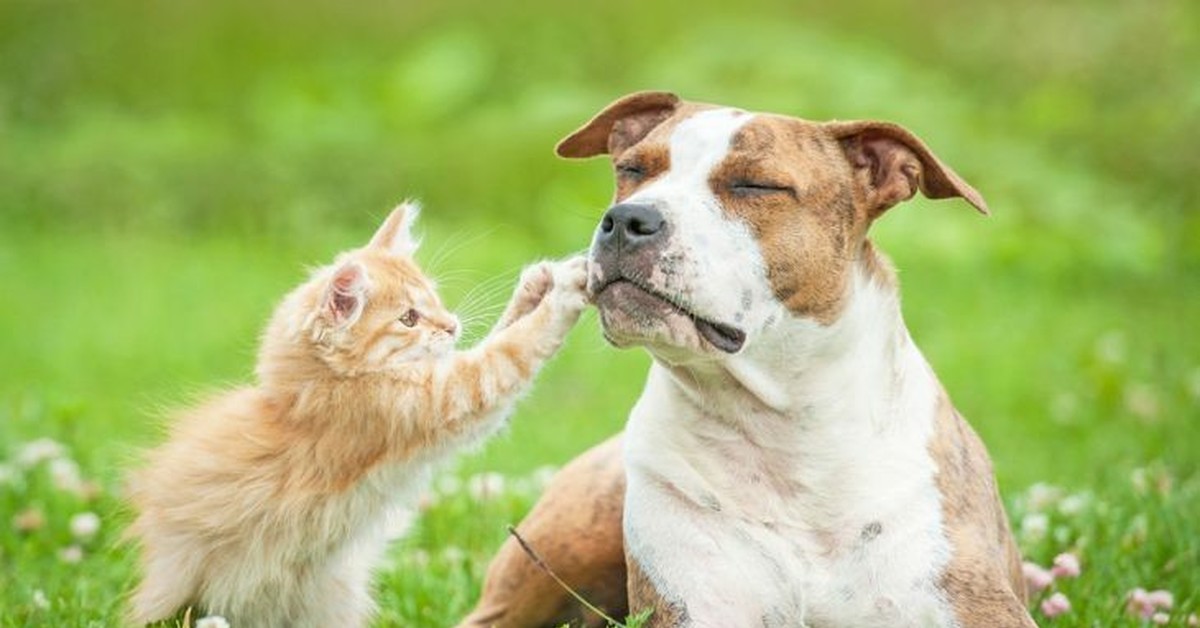 I dogs are the best pets. Кошки и собаки. Собака и кошка вместе. Красивые собаки и кошки. Фото кошек и собак.