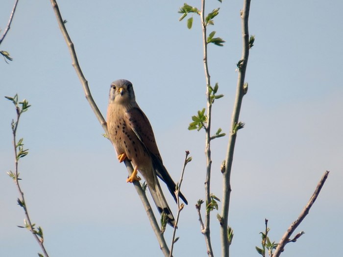 Kestrel - My, Ornithology, Schelkovo, Birds, Nature, The nature of Russia, Photo hunting, Hobby, Video, Longpost