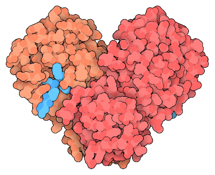 Molecule of the month - Coronavirus, The medicine, Virus