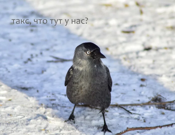 How to break a bird - My, Trough, Birds, Matrix failure, Humor, Jackdaw, Longpost