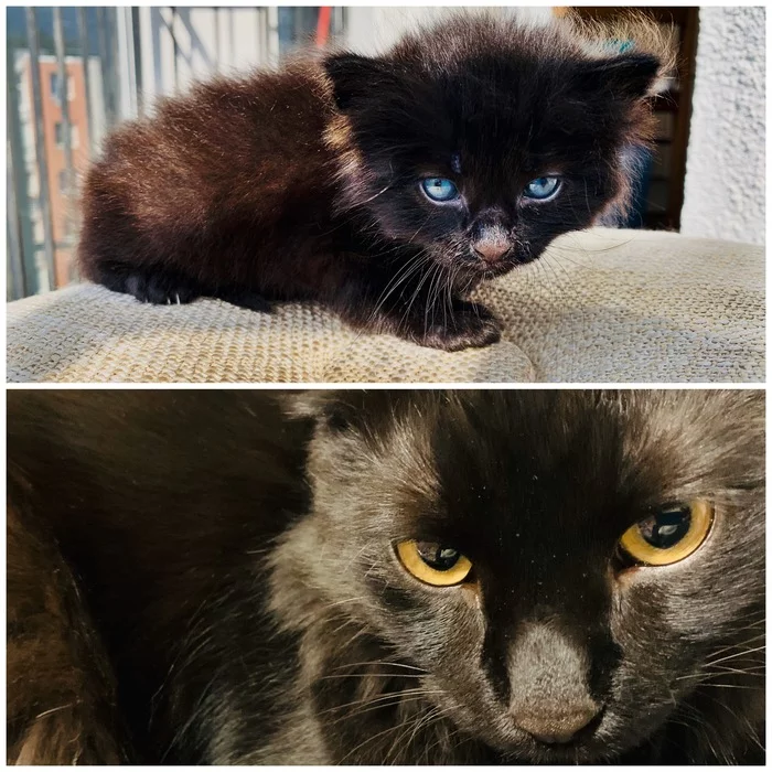 The kitten has grown up - My, cat, Black cat, Longpost, It Was-It Was