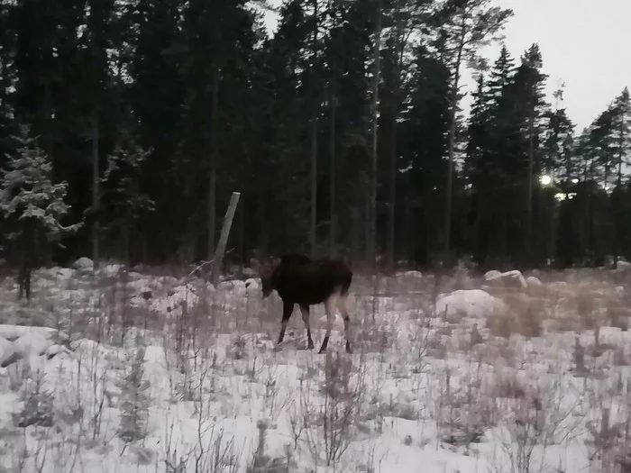 Morning, elk, shore of the financial bay))) - My, Morning, Elk, The Gulf of Finland, Longpost