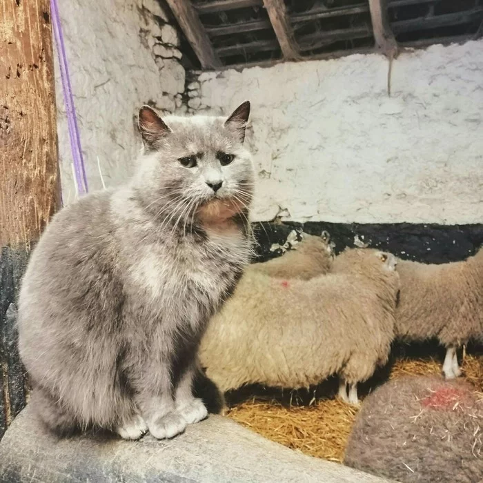 When you undoubtedly stand out from the team - cat, Society