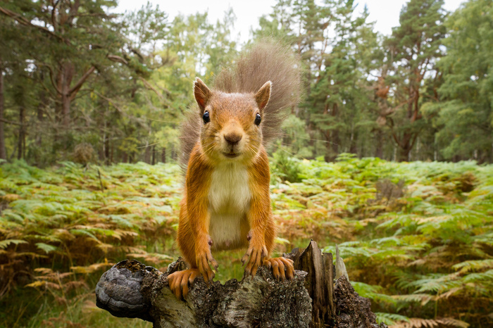 Белочка пришла ... | Пикабу