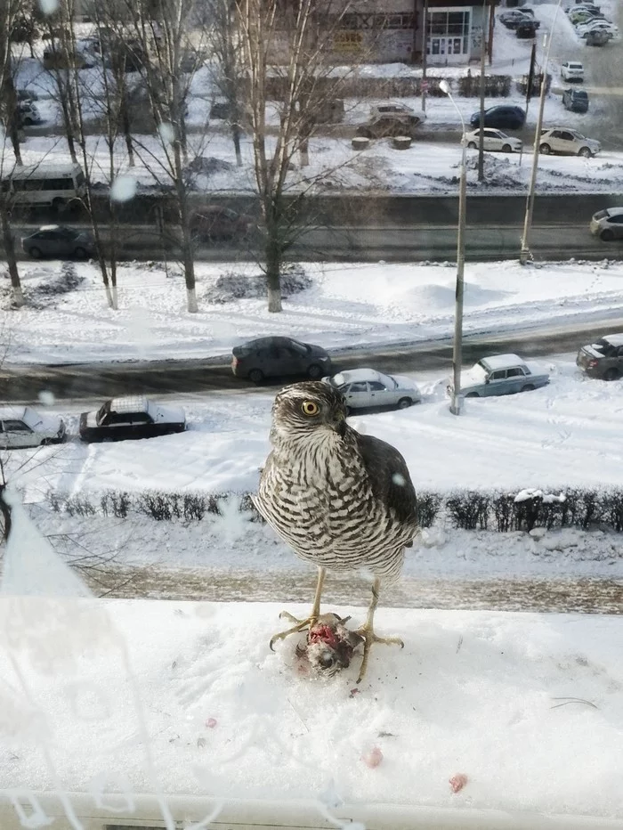 Sudden guest - My, Guests, What kind of bird?, Photo on sneaker, Birds