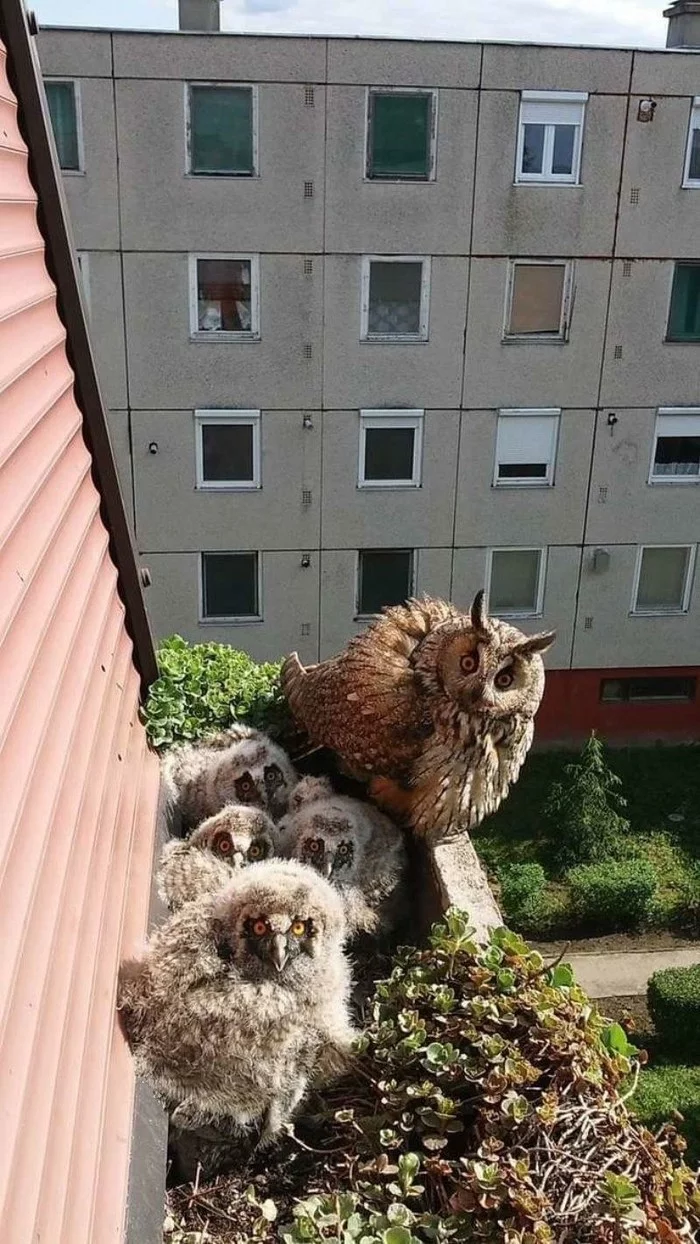 What are you looking at, close the door! - Nest, Birds, Owl, Chick