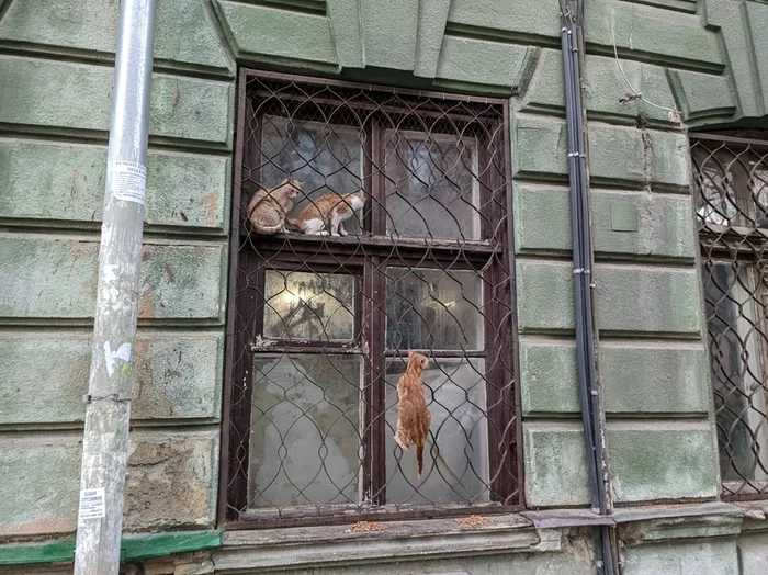 window guards - cat, Window, Lattice, Window leaf, Gang, Longpost