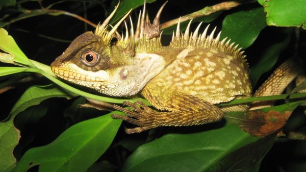 10 new species discovered in 2019 - Nature, New species, Flora and fauna, Longpost, Animals, Birds, A fish