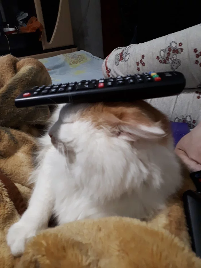 Stylish fur stand for TV remote control - My, cat, TV remote, Stand