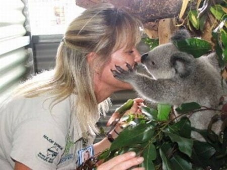 Rescue of two little koalas - Australia, Koala, Animals, The rescue, Animal Rescue, Longpost, Young