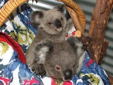 Rescue of two little koalas - Australia, Koala, Animals, The rescue, Animal Rescue, Longpost, Young