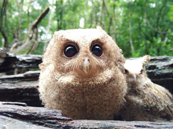 Cute owls for those who don't sleep - Owl, Animals, Milota, Longpost