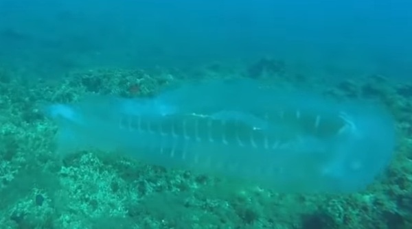 Diver Met a “Ghost Fish” - Diver, Meeting, A fish, Unusual, Video