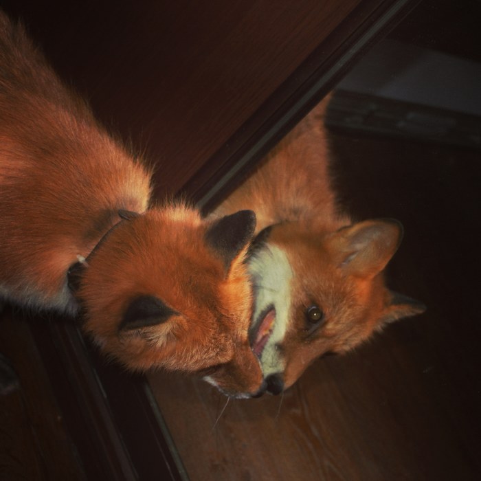 ���� �����������