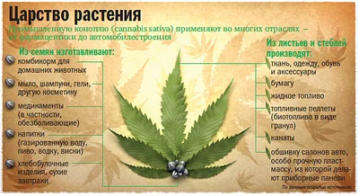 The government has allowed the cultivation of certain types of hemp - Hemp, Piece, 42, Text