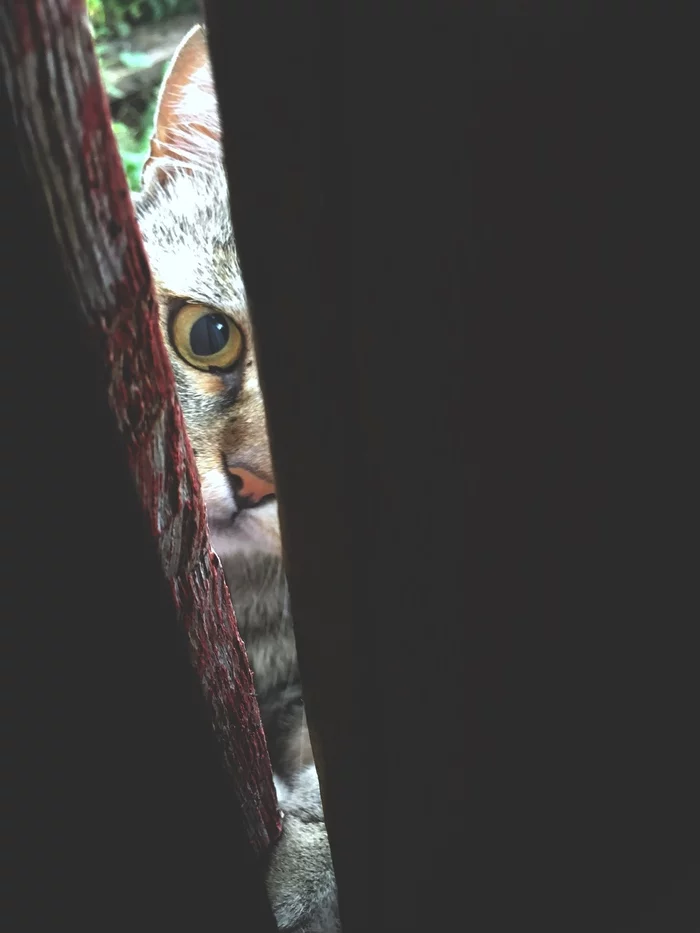 Let me in - My, Mobile photography, Se, cat