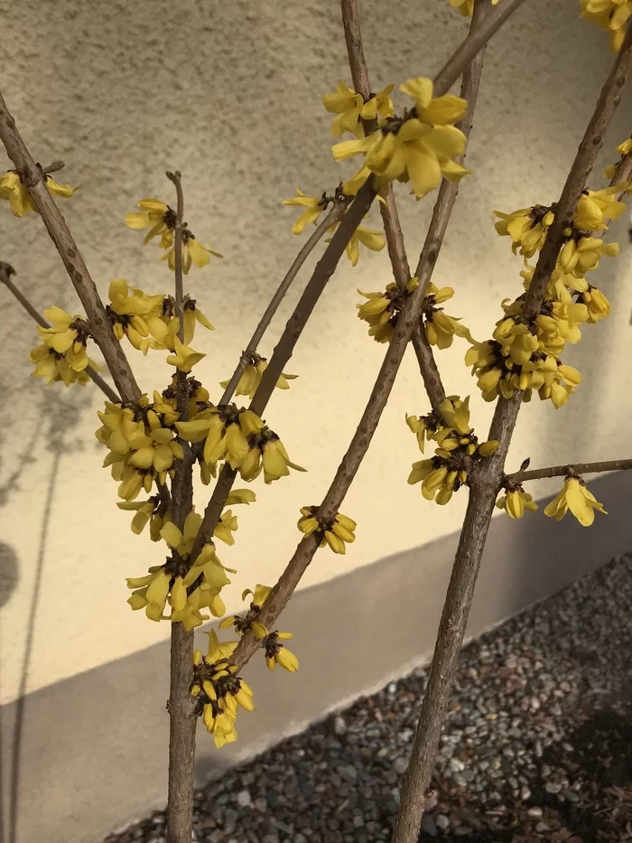 February 11. Forsythia is in bloom - My, Climate change, Winter, Abnormal weather