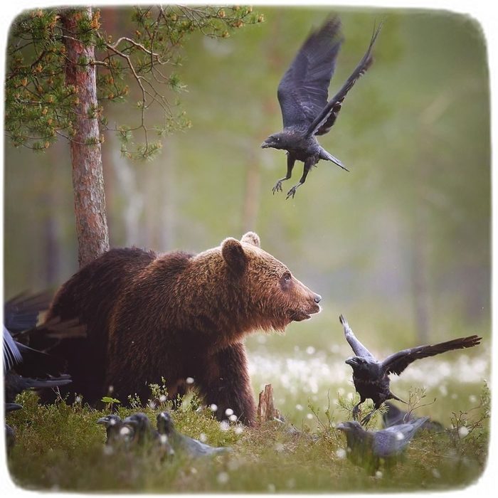 Как вороны медведя летать учили Медведь, Фотография, Дикая природа, Ворон, Длиннопост