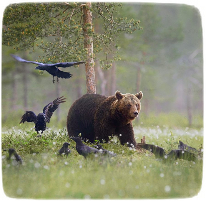 Как вороны медведя летать учили Медведь, Фотография, Дикая природа, Ворон, Длиннопост