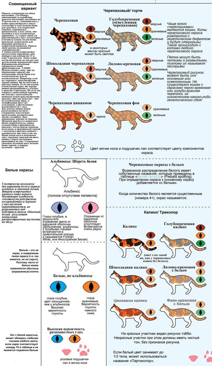 Окрасы кошек названия и фото