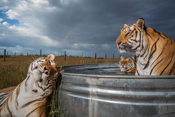 Тигровая баня