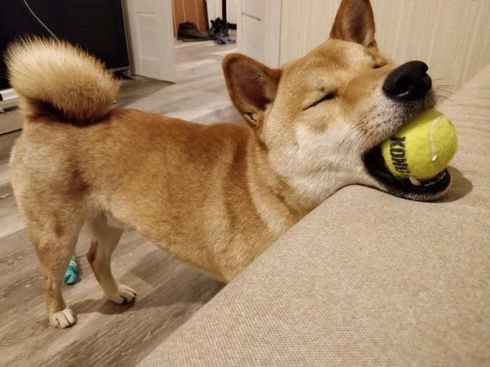 Played and got tired - My, Shiba Inu, Dog, Milota