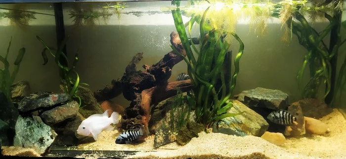 Male cichlozomas in one aquarium - Aquarium, Cichlids, Новичок, Need advice