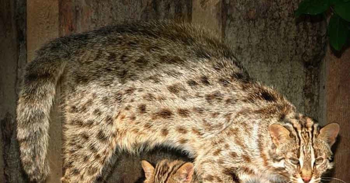 Амурский лесной кот. Дальневосточный Амурский Лесной кот. Амурский камышовый кот. Дальневосточный Лесной кот (Prionailurus bengalensis euptilurus). Дальневосточный Лесной кот (леопардовая кошка)..