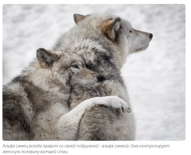 Gray wolf: How wolves calm rowdies in the pack - Animals, Wolf, Informative, Yandex Zen, Longpost, Animal book