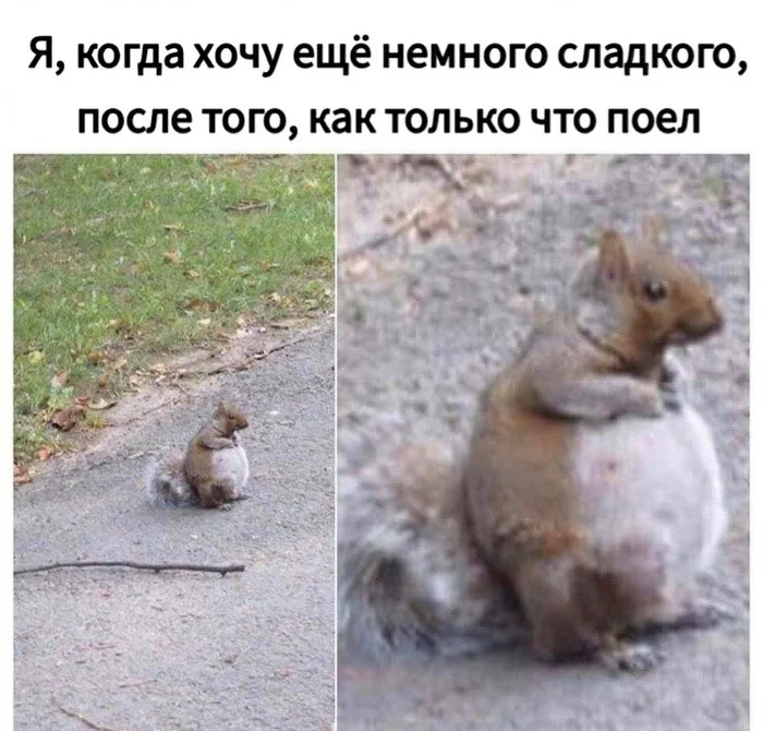 Post #7228677 - Memes, Animals, Humor, Squirrel, Translation, Fullness, Excess weight, Belly