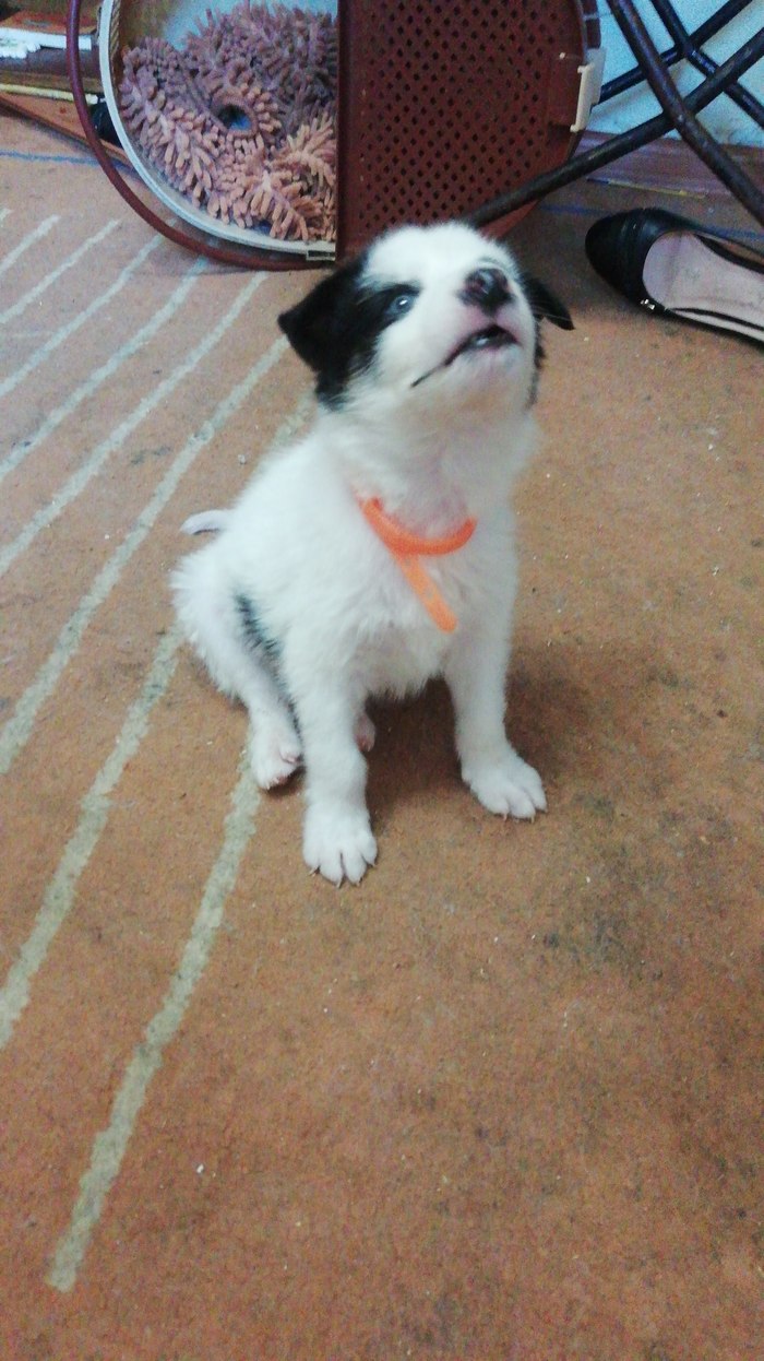 Было - стало Вырос, Щенки, Длиннопост, Собака