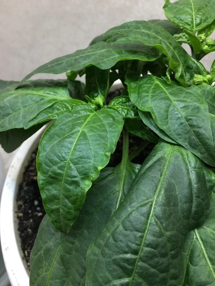 Problems with Jalapeno peppers - My, Pepper, Jalapeno, Longpost