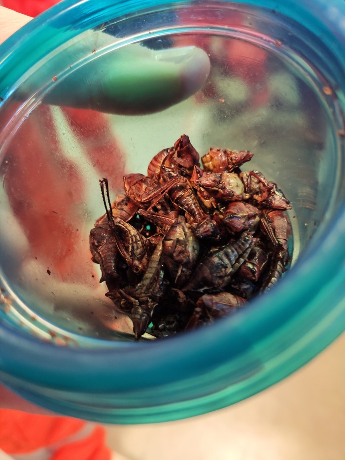   - Spicy Grasshoppers , , 